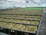 [Greenhouse NZ tulips growing DSCF4911.JPG]